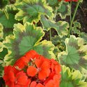 Pelargonium x 'Mrs Pollock'